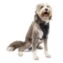 Kurgo Tru-Fit Smart Harness, Dog Harness, Pet Walking Harness, Quick Release Buckles, Fron