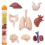 Safari Ltd. Human Organs TOOB - 8 Mini Figurines Including Brain, Heart, Lungs, Liver, Kid
