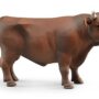 Bull