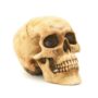Grinning Highly Realistic Replica Human Skull Statue Home D?cor 6.5x4.25x4.6"