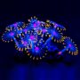 Uniclife Glowing Effect Artificial Coral Plant for Fish Tank, Decorative Aquarium Ornament