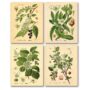 Gango Home Decor Popular Old-Fashioned Plant Botanical Prints; Four 8x10in Poster Prints