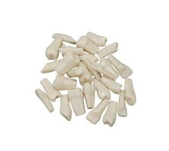 32pcs Removable Teeth Piece for Typodont Teeth Model Compatible with Kilgore Nissin for Te