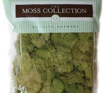 Quality Growers Preserved Reindeer Moss, Green