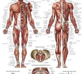 Palace Learning Muscular System Anatomical Poster – LAMINATED – Muscle Anatomy Chart – Dou