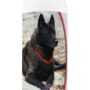 Healthy Breeds Norwegian Elkhound Deodorizing Shampoo 16 oz